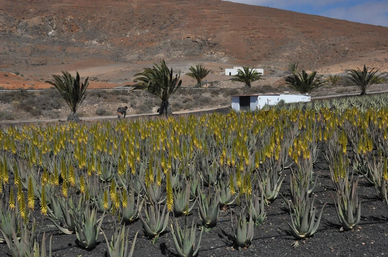 aloe vera