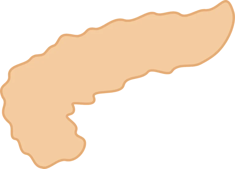 pancreas