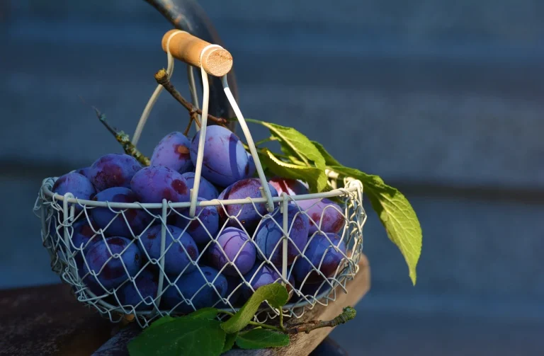 prune uscate