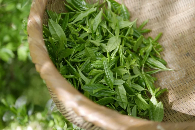 dieta cu ceai verde