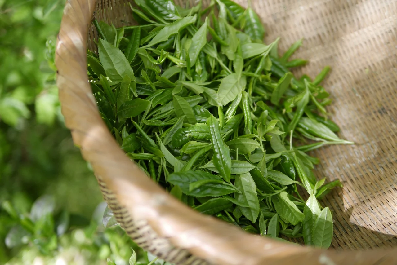 dieta cu ceai verde