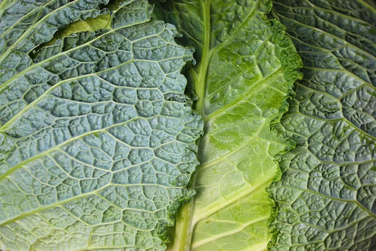 dieta cu varza