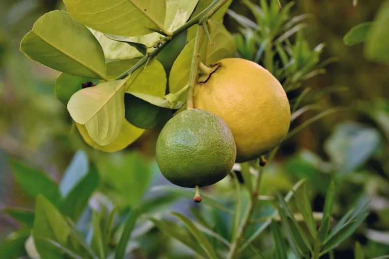 dieta cu grapefruit