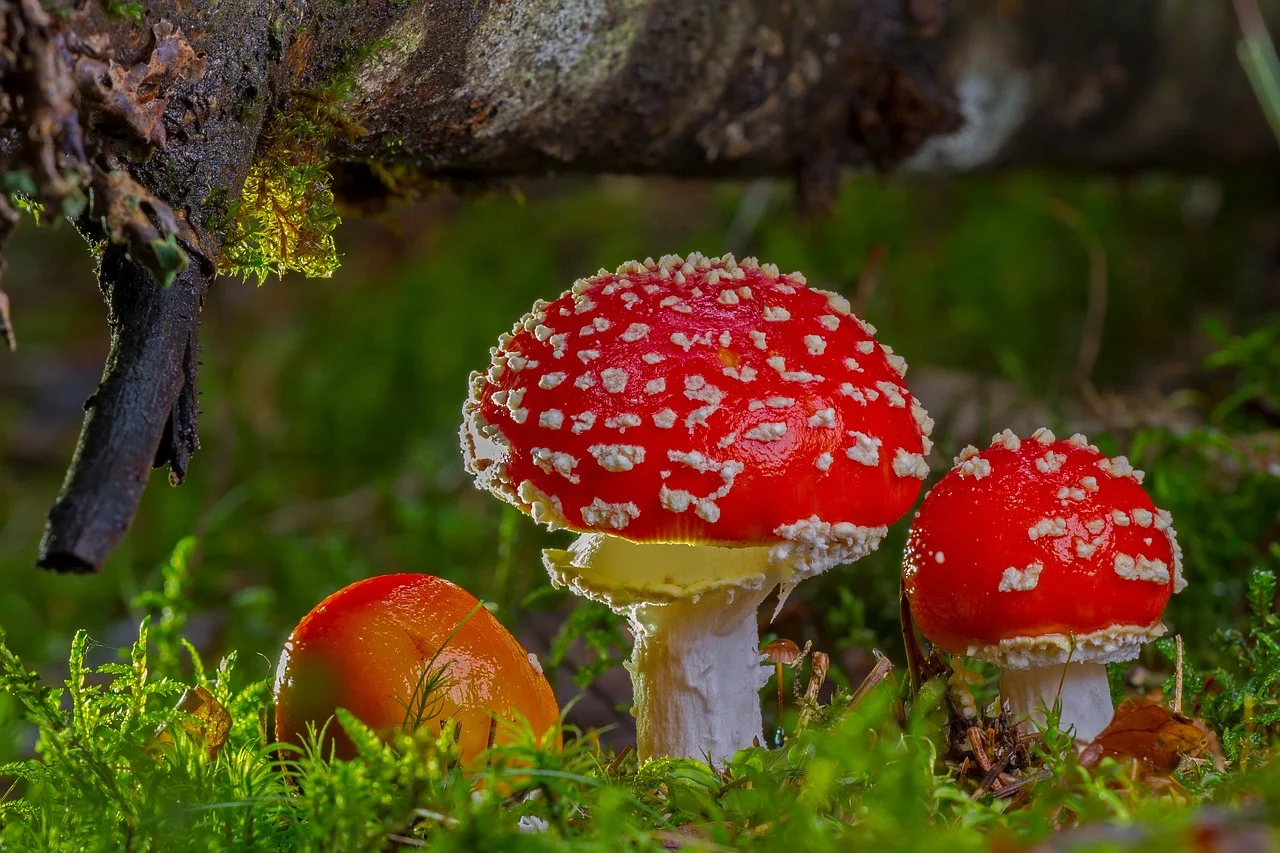 dieta cu ciuperci