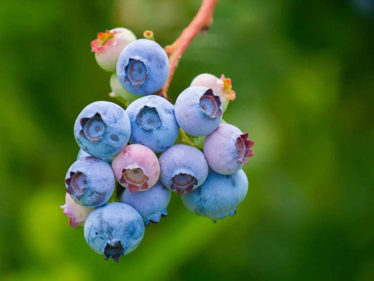 dieta cu alimente bogate in antioxidanti