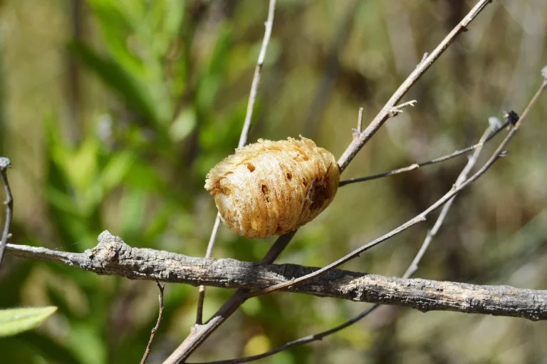 nuca de cocos ingrasa