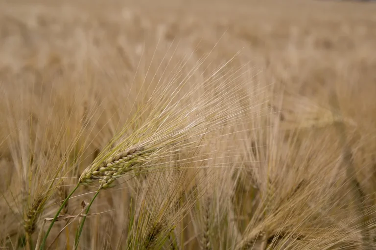 painea fara gluten ingrasa