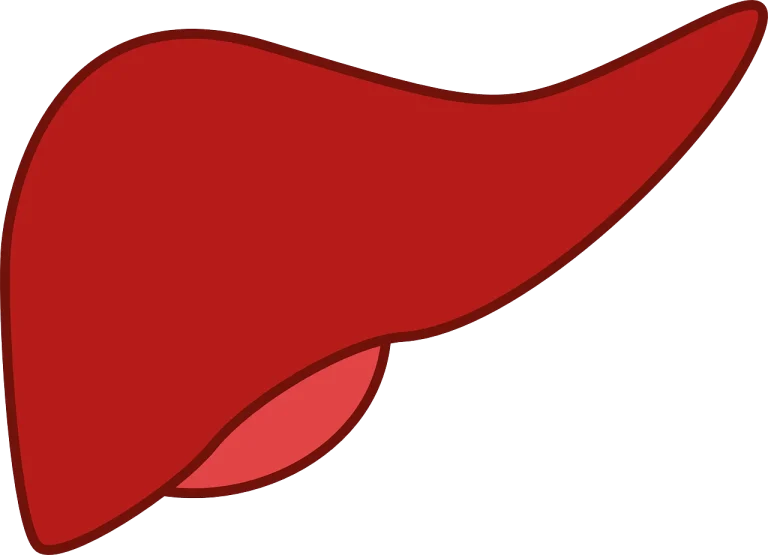 vascularizatie ficat