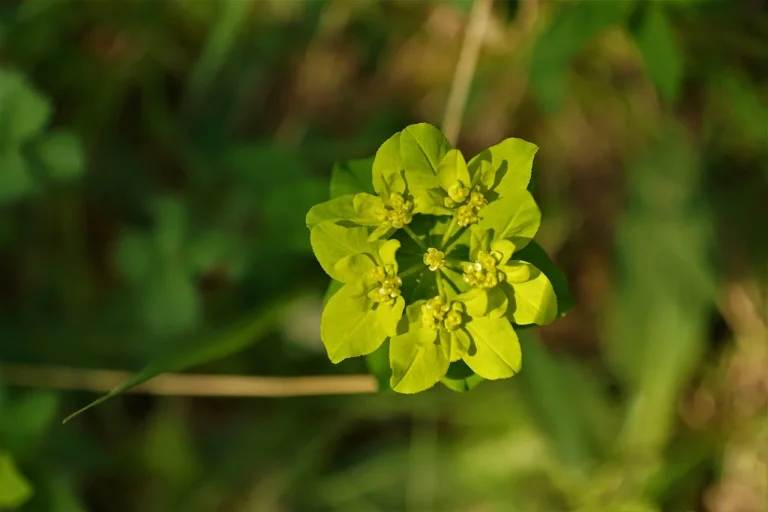 splina marita durerea in stanga sub coaste