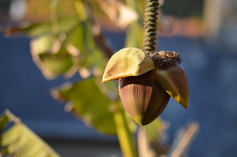dieta cu banane