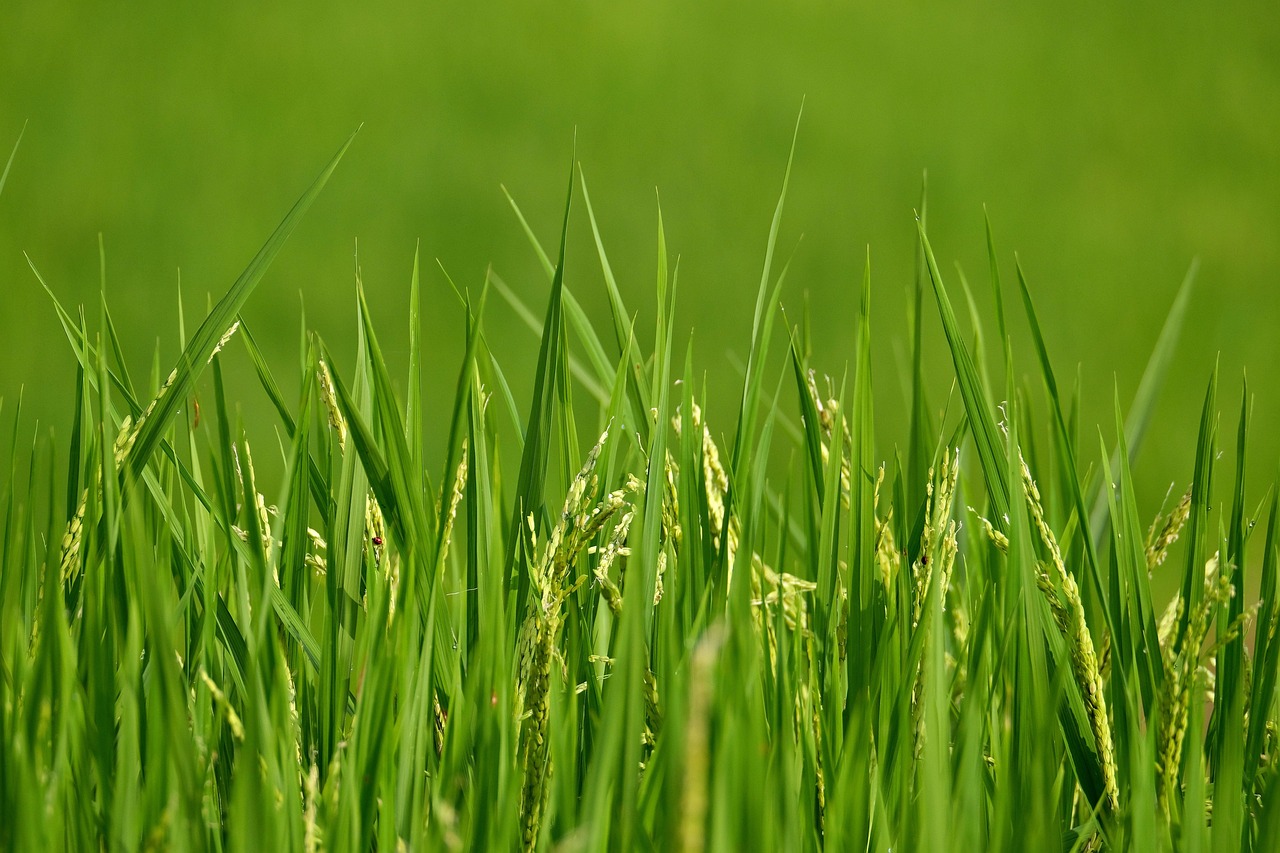 cum se face orezul cu legume