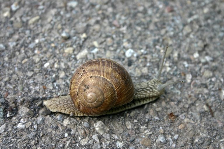 ce inseamna micronodul pulmonar sechelar